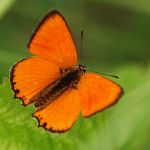 Ohniváček celíkový - Lycaena virgaureae ♂, Milovice (VI, 2007)