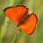 Ohniváček celíkový - Lycaena virgaureae ♂, Milovice (VI, 2007)