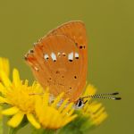 Ohniváček celíkový - Lycaena virgaureae ♂, Milovice (VII, 2008)