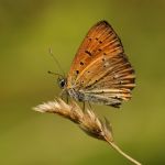 Ohniváček celíkový - Lycaena virgaureae ♂, NP Podyjí (VII, 2007)