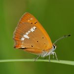 Ohniváček celíkový - Lycaena virgaureae ♂, Ralsko (VII, 2009)