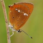 Ohniváček celíkový - Lycaena virgaureae ♂, Ralsko (VII, 2009)