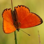 Ohniváček celíkový - Lycaena virgaureae ♂, Ralsko (VII, 2009)