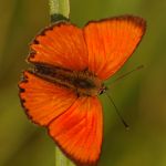 Ohniváček celíkový - Lycaena virgaureae ♂, Ralsko (VII, 2009)