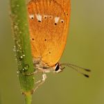 Ohniváček celíkový - Lycaena virgaureae ♂, Ralsko (VII, 2009)