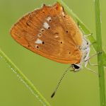 Ohniváček celíkový - Lycaena virgaureae ♂, Ralsko (VII, 2009)