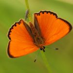 Ohniváček celíkový - Lycaena virgaureae ♂, Ralsko (VII, 2009)