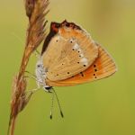 Ohniváček celíkový - Lycaena virgaureae ♂, Ralsko (VIII, 2009)