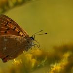 Ohniváček celíkový - Lycaena virgaureae ♂, Rudnik (VI, 2006)