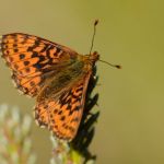 Perleťovec severní - Boloria aquilonaris. Šumava (VI, 2012)