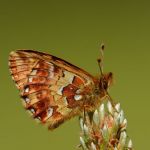 Perleťovec severní - Boloria aquilonaris. Šumava (VI, 2012)