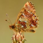 Perleťovec severní - Boloria aquilonaris. Šumava (VI, 2012)