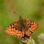 Perleťovec severní - Boloria aquilonaris. Šumava (VI, 2012)