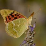 Perleťovec červený - Argynnis pandora (VII, 2012)