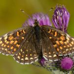 Hnědásek rozrazilový - Melitaea diamina, Vysočina (VI, 2013)