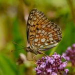 Perleťovec maceškový - Argynnis niobe, Vsetínsko (VII. 2011)