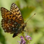 Perleťovec maceškový - Argynnis niobe, Vsetínsko (VII. 2011)