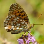 Perleťovec maceškový - Argynnis niobe, Vsetínsko (VII. 2011)