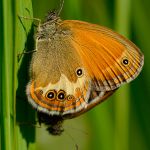 Okáč strdivkový - Coenonympha arcania kopulace. Morava (VI, 2013)