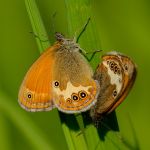 Okáč strdivkový - Coenonympha arcania kopulace. Morava (VI, 2013)