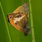 Okáč strdivkový - Coenonympha arcania kopulace. Morava (VI, 2013)