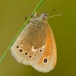 Okáč stříbrooký - Coenonympha tullia, Šumava (VI. 2011)