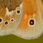 Okáč stříbrooký - Coenonympha tullia, Šumava (VI. 2011)