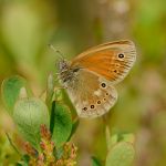 Okáč stříbrooký - Coenonympha tullia, Šumava (VI. 2012)