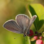 Modrásek nejmenší - Cupido minimus ♂, Ralsko  (V, 2009)