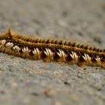 Bourovec trávový - Euthrix potatoria housenka, Morava (V. 2013)