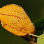 Bourovec trávový - Euthrix potatoria, Přelouč (VII. 2009)