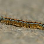 Bourovec prsténčivý - Malacosoma neustria, Morava (V, 2013)