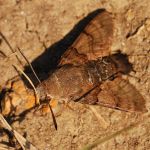 Dlouhozobka svízelová - Macroglossum stellatarum, Pouzdřany (VIII, 2009)