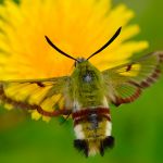 Dlouhozobka zimolezová - Hemaris fuciformis (V, 2011)