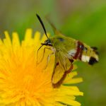 Dlouhozobka zimolezová - Hemaris fuciformis (V, 2011)