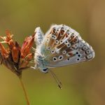 k vikvicový - Polyommatus coridon ♂, Pouzdřany (VII, 2007)