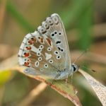 k vikvicový - Polyommatus coridon ♂, Pouzdřany (VII, 2007)