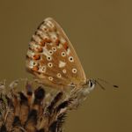 Modrásek vikvicový - Polyommatus coridon ♀ (2006)