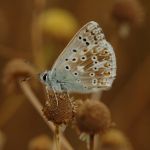 Modrásek vikvicový - Polyommatus coridon ♂ (2006)