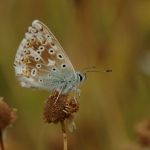 Modrásek vikvicový - Polyommatus coridon ♂ (2006)