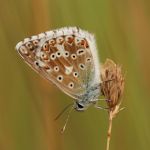 Modrásek vikvicový - Polyommatus coridon ♂, Milovice (VII, 2007)