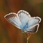 Modrásek vikvicový - Polyommatus coridon ♂, Milovice (VII, 2007)