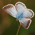 Modrásek vikvicový - Polyommatus coridon ♂, Milovice (VII, 2007)