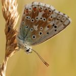 Modrásek vikvicový - Polyommatus coridon ♂, Milovice (VII, 2007)