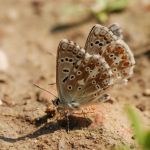 Modrásek vikvicový - Polyommatus coridon ♂, Milovice (VII, 2007)