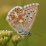 Modrásek vikvicový - Polyommatus coridon ♂, Milovice (VII, 2009)