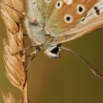 Modrásek vikvicový - Polyommatus coridon ♂, Milovice (VII, 2009)