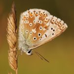 Modrásek vikvicový - Polyommatus coridon ♂, Milovice (VII, 2009)