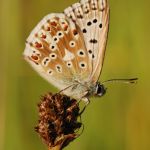 Modrásek vikvicový - Polyommatus coridon ♂, Milovice (VII, 2009)