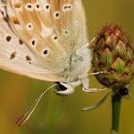 Modrásek vikvicový - Polyommatus coridon ♂, Milovice (VII, 2009)